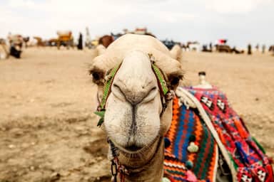 Cairo: Pyramids of Giza and The Sphinx Half-Day Guided Tour